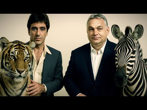 Van-e félnivalónk a bohócoktól? Kinek nagyobb a ..? Sikeres-e a zebra tábornok elterelő hadművelete? 